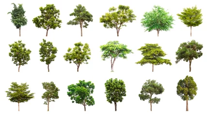 Fotobehang Isolated trees collection on white background © zhokaen