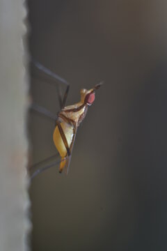 parasitism