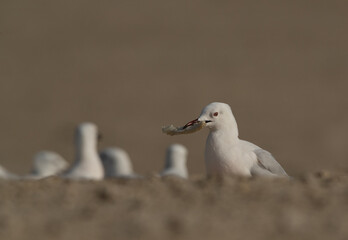 Slender-billed gull holding bread at Busaiteen coast of Bahrain