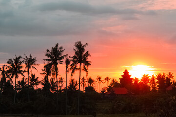 Fototapeta premium Silhouette of palm trees during a beautiful sunset.