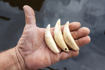 Close up of hunter man hand holding jaguar teeth that he killed. Illegal trafficking of Panthera...