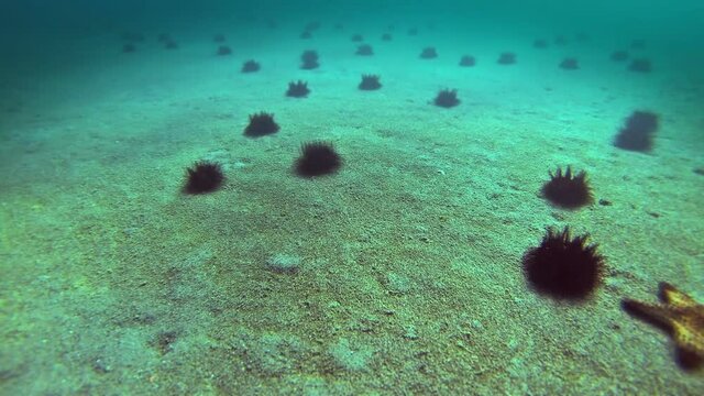 Dangerous sea urchins run seabed, timelapse