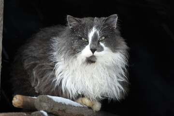 Close-up grey and white sad homeless old cat ,rural life photo
