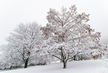 Snow-covered trees in a snowy park in cloudy weather in January.