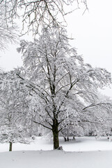 Fototapeta premium A snow-covered tree in a snow-covered park in cloudy weather in January.