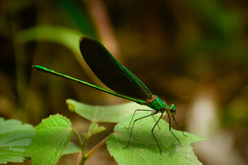 blue damselfly on a leaf