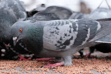 Wild city pigeons