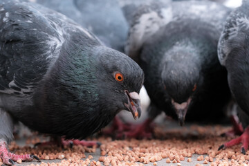 Fototapeta premium Wild city pigeons
