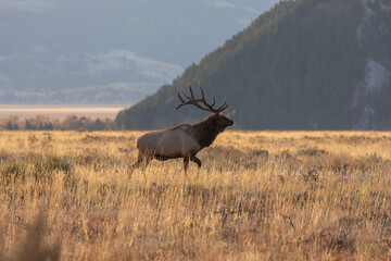 Bull Elk in Grand Teton National Park Wyoming in the Fall Rut