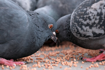 Wild city pigeons
