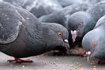 Wild city pigeons