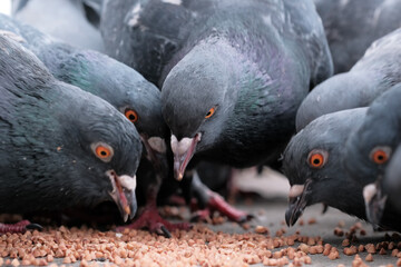 Wild city pigeons