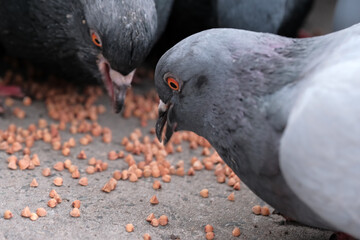 Wild city pigeons