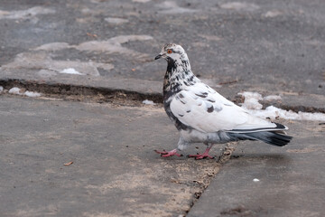 Wild city pigeons