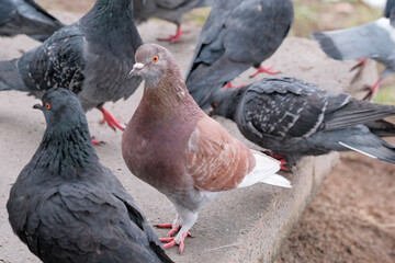 Fototapeta premium Wild city pigeons