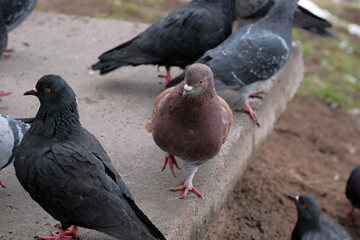 Wild city pigeons