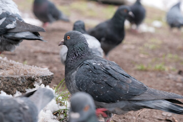 Wild city pigeons