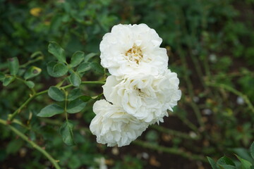 White Rose at Rose Garden in Yokohama, Japan - 白 バラ ローズ ガーデン 横浜 日本