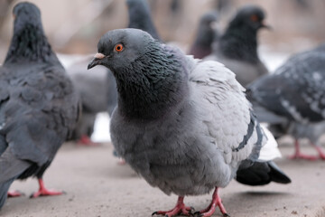 Wild city pigeons