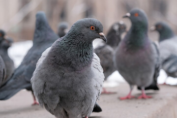 Wild city pigeons