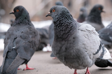 Wild city pigeons
