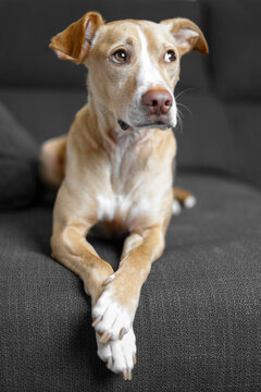 Retrato perro marr&oacute;n en sof&aacute; gris 