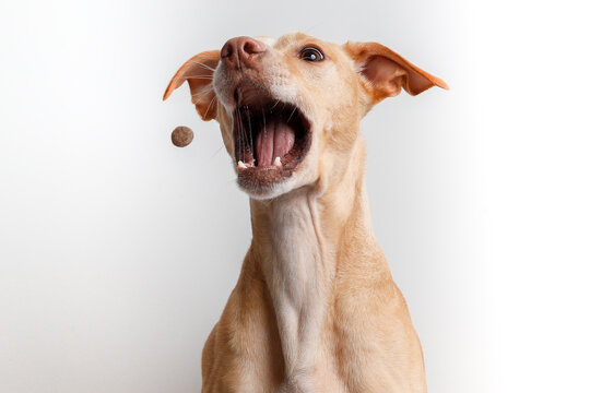 Retrato perro marrón con boca abierta
