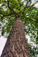 Fototapeta premium Pine tree cortex texture. Tree bole and foliage on overcast sky background