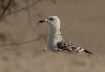 Portrait of a Lesser Black-backed Gull at Busaiteen coast, Bahrain