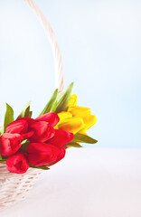 Yellow and red tulips in a basket for Easter day on the light blue background.