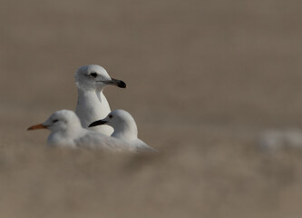 A Lesser Black-backed Gull and slender-billed gulls at Busaiteen coast, Bahrain