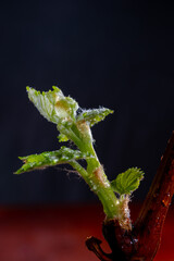 Botanical collection, reproduction of vine cuttings, young green shoot on branch of grape plant macro photo