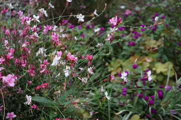 Oenothera lindheimeri aka Gaura lindheimeri flower garden - ガウラ ハクチョウソウ フラワー ガーデン 神奈川県 横浜市	