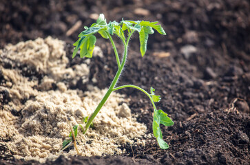 Small tomato sprouts in the ground.
