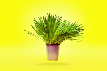 Green grass in a decorative pot isolated on a yellow background