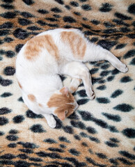 The cat sleeps on a tiger