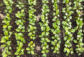 Small sprouts of radish in the ground