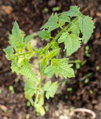 Tomato seedling in the ground