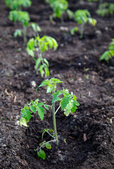 Tomato seedling in the ground