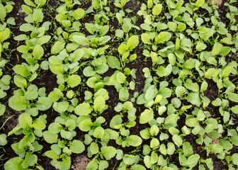 Small sprouts of radish in the ground