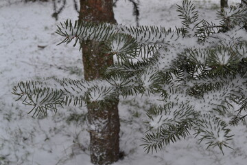 fern in winter