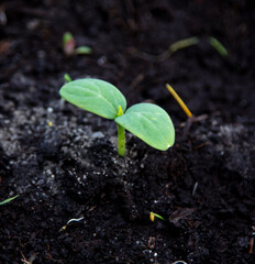 A small sprout of a cucumber in the ground.