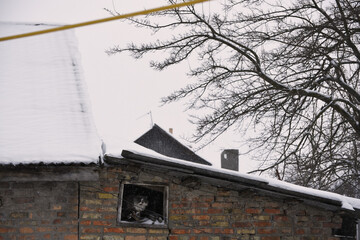 Grey cat living in old attic ,rural life photo