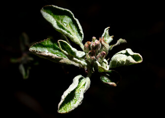 Close-up of flowers on an apple tree on a black background.