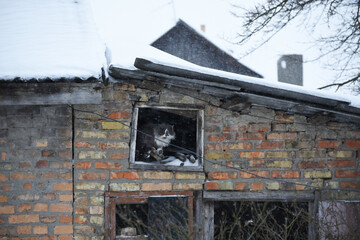 Grey cat living in old attic ,rural life photo