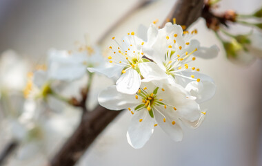 Close up of white flowers on cherry