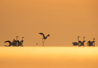 Fototapeta na wymiar Dramatic hue and Greater Flamingos takeoff at Asker coast during sunrise, Bahrain