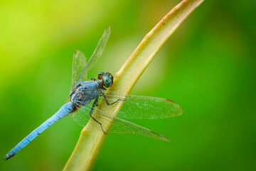 dragonfly on a green leaf
