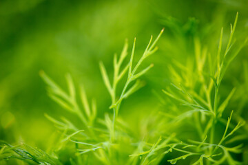 Green leaves of dill as background.