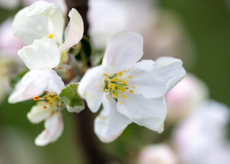 Flowers on branches of an apple tree